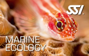 Online SSI Specialty Marine &amp; Coral Ecology  